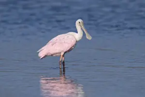 Spoonbill Prints: Picture No. 11980676