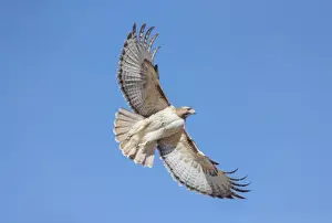 Buteo Prints: Picture No. 11980678