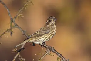 Carpodacus Prints: Picture No. 11980683