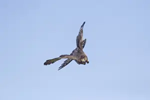 Accipiter Prints: Picture No. 11980684