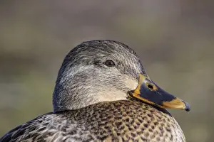 Mallards Prints: Picture No. 11980689