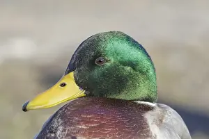 Mallards Prints: Picture No. 11980693