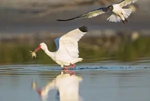 Ibis Prints: Picture No. 11980694
