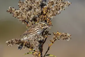 Sparrow Prints: Picture No. 11980704