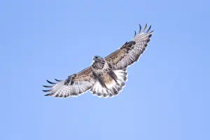 Hawks Prints: Picture No. 11980717