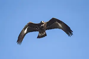 Aquila Prints: Picture No. 11980719