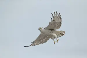Hawks Prints: Picture No. 11980733