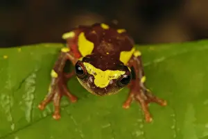 Treefrogs Prints: Picture No. 11980760