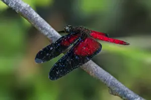Dragonflies Prints: Picture No. 11980769