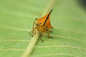 Treehopper Prints: Picture No. 11980801