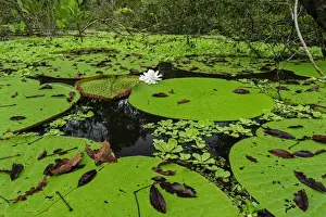 Flooded Prints: Picture No. 11980808