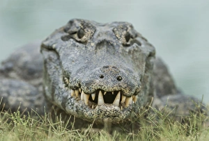 Caimans Collection: Picture No. 11980820