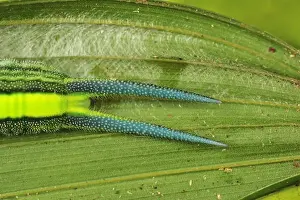 Caterpillars Prints: Picture No. 11980824
