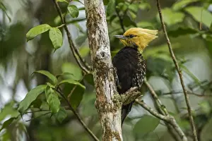 Crested Prints: Picture No. 11980825