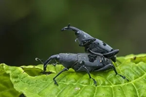 Weevil Prints: Picture No. 11980859