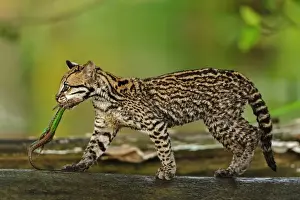 Ocelots Prints: Picture No. 11980873