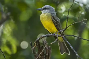 Kingbird Prints: Picture No. 11980892