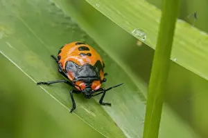 Bugs Prints: Picture No. 11980896