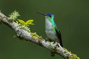 Emerald Prints: Picture No. 11980897