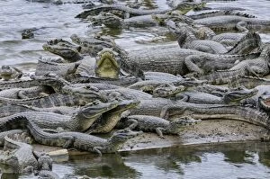 Caimans Collection: Picture No. 11980900