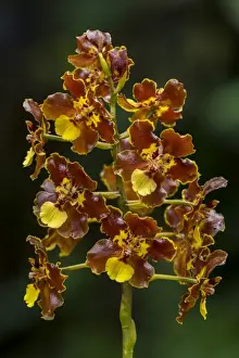 Orchids Prints: Picture No. 11980917