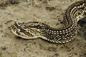 Rattlesnakes Collection: Picture No. 11980918