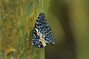 Cracker Prints: Picture No. 11980938