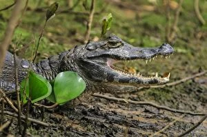 Caimans Collection: Picture No. 11980955