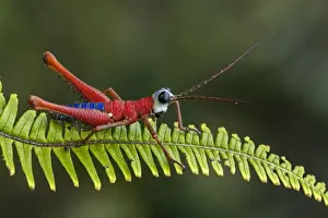 Grasshoppers Prints: Picture No. 11980956