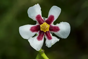 Picture No. 11980961