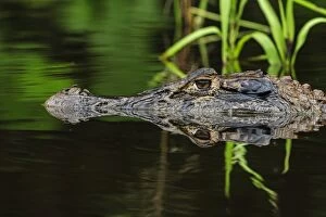 Caimans Collection: Picture No. 11980962