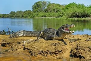 Caimans Collection: Picture No. 11980965