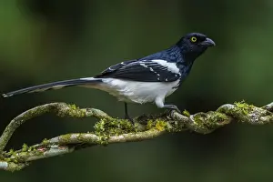 Tanager Prints: Picture No. 11980992