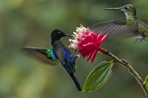 Hovering Collection: Picture No. 11981016