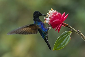 Hovering Collection: Picture No. 11981021
