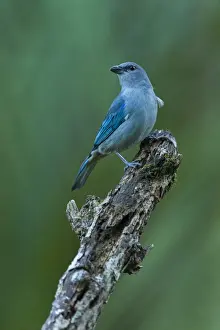 Azure Prints: Picture No. 11981031