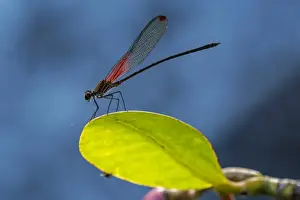 Damselflies Prints: Picture No. 11981041