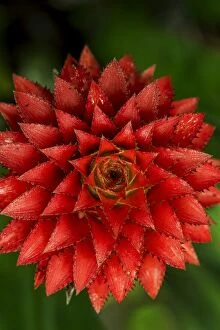 Bromeliaceae Collection: Picture No. 11981055