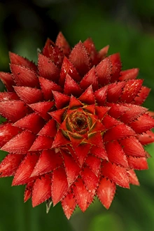 Bromeliaceae Collection: Picture No. 11981055