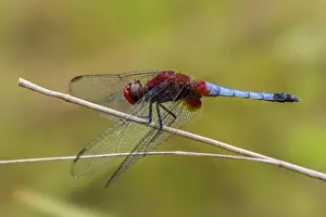 Dragonflies Prints: Picture No. 11981056
