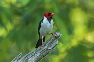 Cardinal Prints: Picture No. 11981083