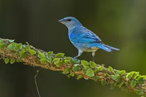 Azure Prints: Picture No. 11981092