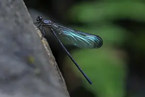 Damselflies Prints: Picture No. 11981129