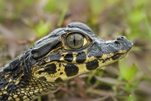 Caimans Collection: Picture No. 11981134