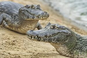 Caimans Collection: Picture No. 11981135