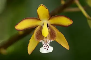 Orchids Prints: Picture No. 11981146