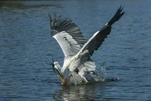 Herons Prints: Picture No. 11981147