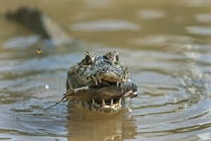 Caimans Collection: Picture No. 11981157