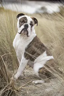 Continental Prints: Picture No. 11981213