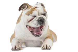 Laughing Prints: Picture No. 11981219